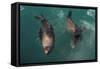 Cape Fur Seal, Hout Bay Harbor, Western Cape, South Africa-Pete Oxford-Framed Stretched Canvas