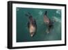 Cape Fur Seal, Hout Bay Harbor, Western Cape, South Africa-Pete Oxford-Framed Photographic Print