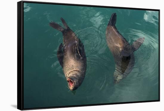 Cape Fur Seal, Hout Bay Harbor, Western Cape, South Africa-Pete Oxford-Framed Stretched Canvas