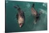 Cape Fur Seal, Hout Bay Harbor, Western Cape, South Africa-Pete Oxford-Stretched Canvas