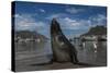 Cape Fur Seal, Hout Bay Harbor, Western Cape, South Africa-Pete Oxford-Stretched Canvas