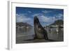 Cape Fur Seal, Hout Bay Harbor, Western Cape, South Africa-Pete Oxford-Framed Photographic Print