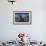 Cape Fur Seal, Hout Bay Harbor, Western Cape, South Africa-Pete Oxford-Framed Photographic Print displayed on a wall