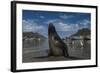 Cape Fur Seal, Hout Bay Harbor, Western Cape, South Africa-Pete Oxford-Framed Photographic Print