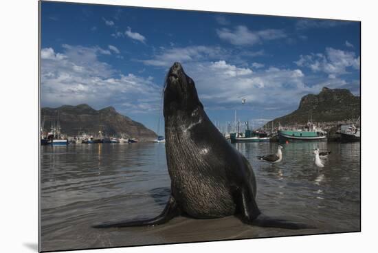 Cape Fur Seal, Hout Bay Harbor, Western Cape, South Africa-Pete Oxford-Mounted Photographic Print