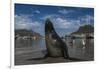 Cape Fur Seal, Hout Bay Harbor, Western Cape, South Africa-Pete Oxford-Framed Photographic Print