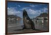 Cape Fur Seal, Hout Bay Harbor, Western Cape, South Africa-Pete Oxford-Framed Photographic Print