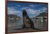 Cape Fur Seal, Hout Bay Harbor, Western Cape, South Africa-Pete Oxford-Framed Photographic Print