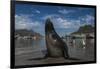 Cape Fur Seal, Hout Bay Harbor, Western Cape, South Africa-Pete Oxford-Framed Photographic Print