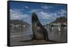 Cape Fur Seal, Hout Bay Harbor, Western Cape, South Africa-Pete Oxford-Framed Stretched Canvas