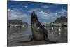 Cape Fur Seal, Hout Bay Harbor, Western Cape, South Africa-Pete Oxford-Stretched Canvas