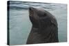 Cape Fur Seal, Hout Bay Harbor, Western Cape, South Africa-Pete Oxford-Stretched Canvas