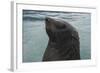 Cape Fur Seal, Hout Bay Harbor, Western Cape, South Africa-Pete Oxford-Framed Photographic Print