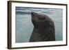 Cape Fur Seal, Hout Bay Harbor, Western Cape, South Africa-Pete Oxford-Framed Photographic Print