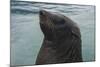 Cape Fur Seal, Hout Bay Harbor, Western Cape, South Africa-Pete Oxford-Mounted Photographic Print