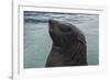 Cape Fur Seal, Hout Bay Harbor, Western Cape, South Africa-Pete Oxford-Framed Photographic Print