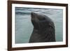 Cape Fur Seal, Hout Bay Harbor, Western Cape, South Africa-Pete Oxford-Framed Photographic Print