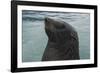 Cape Fur Seal, Hout Bay Harbor, Western Cape, South Africa-Pete Oxford-Framed Photographic Print