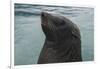 Cape Fur Seal, Hout Bay Harbor, Western Cape, South Africa-Pete Oxford-Framed Photographic Print