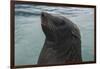 Cape Fur Seal, Hout Bay Harbor, Western Cape, South Africa-Pete Oxford-Framed Photographic Print