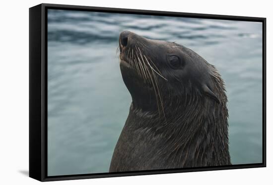 Cape Fur Seal, Hout Bay Harbor, Western Cape, South Africa-Pete Oxford-Framed Stretched Canvas