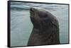 Cape Fur Seal, Hout Bay Harbor, Western Cape, South Africa-Pete Oxford-Framed Stretched Canvas