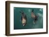 Cape Fur Seal, Hout Bay Harbor, Western Cape, South Africa-Pete Oxford-Framed Photographic Print