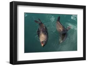 Cape Fur Seal, Hout Bay Harbor, Western Cape, South Africa-Pete Oxford-Framed Photographic Print