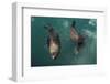 Cape Fur Seal, Hout Bay Harbor, Western Cape, South Africa-Pete Oxford-Framed Photographic Print