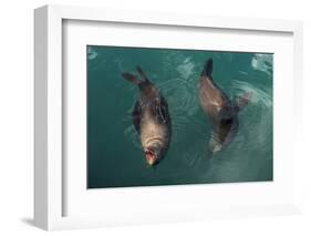 Cape Fur Seal, Hout Bay Harbor, Western Cape, South Africa-Pete Oxford-Framed Photographic Print