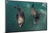 Cape Fur Seal, Hout Bay Harbor, Western Cape, South Africa-Pete Oxford-Mounted Photographic Print