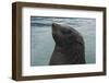 Cape Fur Seal, Hout Bay Harbor, Western Cape, South Africa-Pete Oxford-Framed Photographic Print