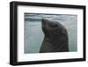 Cape Fur Seal, Hout Bay Harbor, Western Cape, South Africa-Pete Oxford-Framed Photographic Print