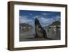 Cape Fur Seal, Hout Bay Harbor, Western Cape, South Africa-Pete Oxford-Framed Photographic Print