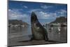 Cape Fur Seal, Hout Bay Harbor, Western Cape, South Africa-Pete Oxford-Mounted Photographic Print