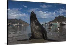 Cape Fur Seal, Hout Bay Harbor, Western Cape, South Africa-Pete Oxford-Stretched Canvas