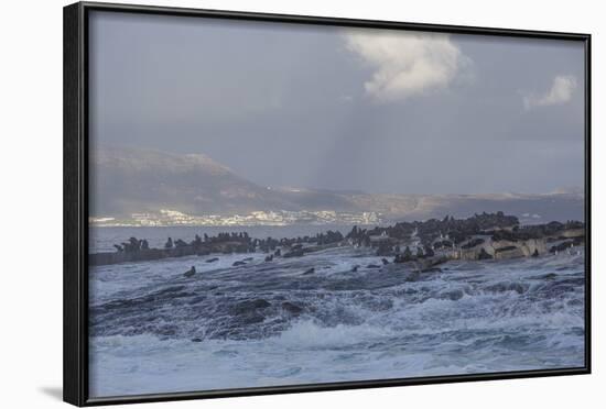 Cape Fur Seals (Arctocephalus Pusillus Pusillus)-David Jenkins-Framed Photographic Print