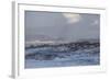 Cape Fur Seals (Arctocephalus Pusillus Pusillus)-David Jenkins-Framed Photographic Print