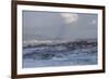 Cape Fur Seals (Arctocephalus Pusillus Pusillus)-David Jenkins-Framed Photographic Print