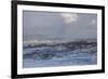 Cape Fur Seals (Arctocephalus Pusillus Pusillus)-David Jenkins-Framed Photographic Print