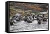 Cape Fur Seals (Arctocephalus Pusillus Pusillus)-David Jenkins-Framed Stretched Canvas