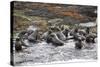 Cape Fur Seals (Arctocephalus Pusillus Pusillus)-David Jenkins-Stretched Canvas