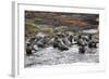 Cape Fur Seals (Arctocephalus Pusillus Pusillus)-David Jenkins-Framed Photographic Print