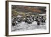 Cape Fur Seals (Arctocephalus Pusillus Pusillus)-David Jenkins-Framed Photographic Print