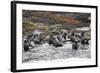 Cape Fur Seals (Arctocephalus Pusillus Pusillus)-David Jenkins-Framed Photographic Print