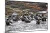 Cape Fur Seals (Arctocephalus Pusillus Pusillus)-David Jenkins-Mounted Photographic Print