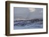 Cape Fur Seals (Arctocephalus Pusillus Pusillus)-David Jenkins-Framed Photographic Print