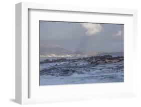 Cape Fur Seals (Arctocephalus Pusillus Pusillus)-David Jenkins-Framed Photographic Print