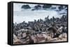 Cape Fur seals, Cape Cross, Skeleton Coast, Kaokoland, Namibia.-Nico Tondini-Framed Stretched Canvas