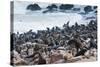 Cape Fur seals, Cape Cross, Skeleton Coast, Kaokoland, Namibia.-Nico Tondini-Stretched Canvas